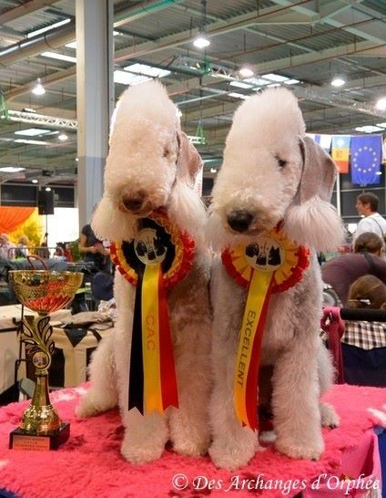 Des Archanges D'orphée - Golden Dog Trophy Liège 2015.