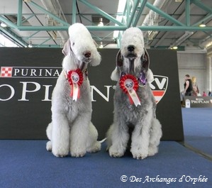Des Archanges D'orphée - Résultats et photos du World Dog Show 2012.