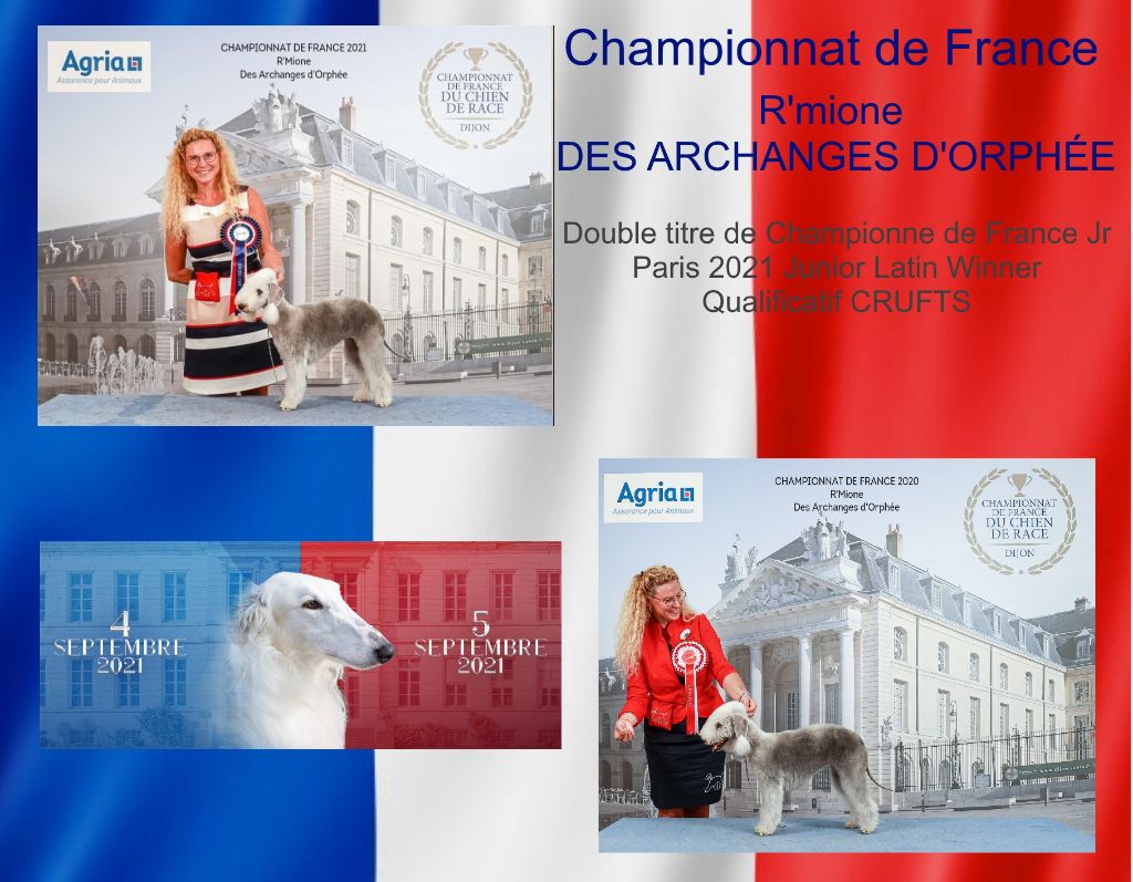Des Archanges D'orphée - Double Championnat de France de la SCC.