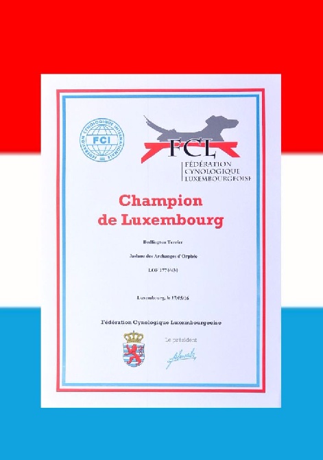 Des Archanges D'orphée - Championne du Luxembourg !