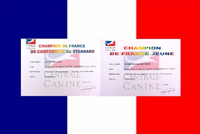 Des Archanges D'orphée - Titres de Championnes de France homologués.