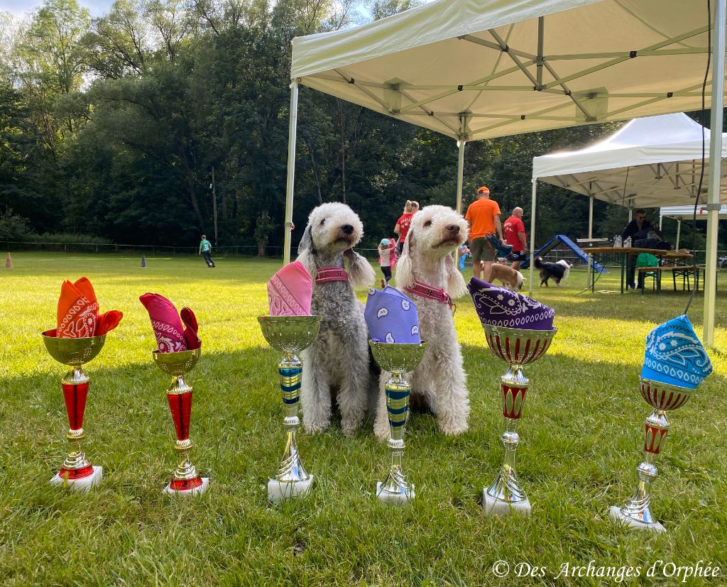 Des Archanges D'orphée - Podiums - Agility à l'Eurodog 2024