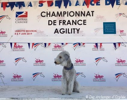 Des Archanges D'orphée - Finale du Championnat de France d'agility pour notre Jaslane !