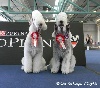  - Résultats et photos du World Dog Show 2012.