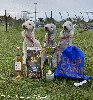  - Podiums - Agility à Dieuze (France).