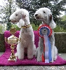  - 24th Special Terrier show du Luxembourg.