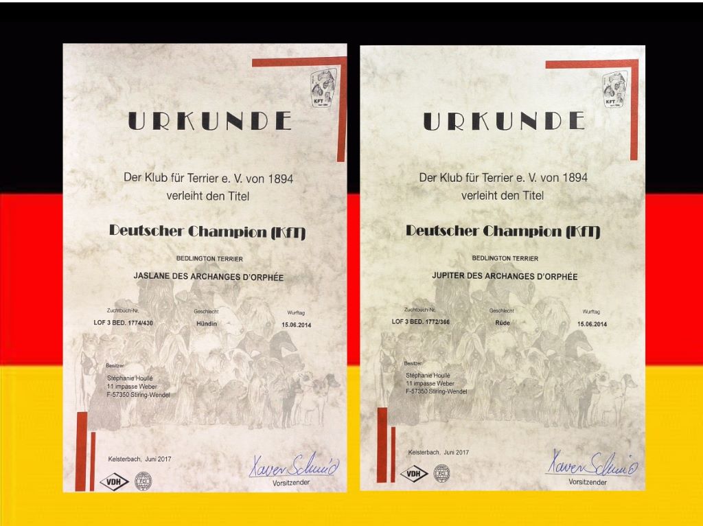 Des Archanges D'orphée - Jaslane & Jupiter DES ARCHANGES D'ORPHÉE - Champions d'Allemagne KfT !