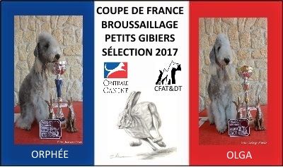 Des Archanges D'orphée - Coupe de France de Broussaillage sur petits gibiers 2017.