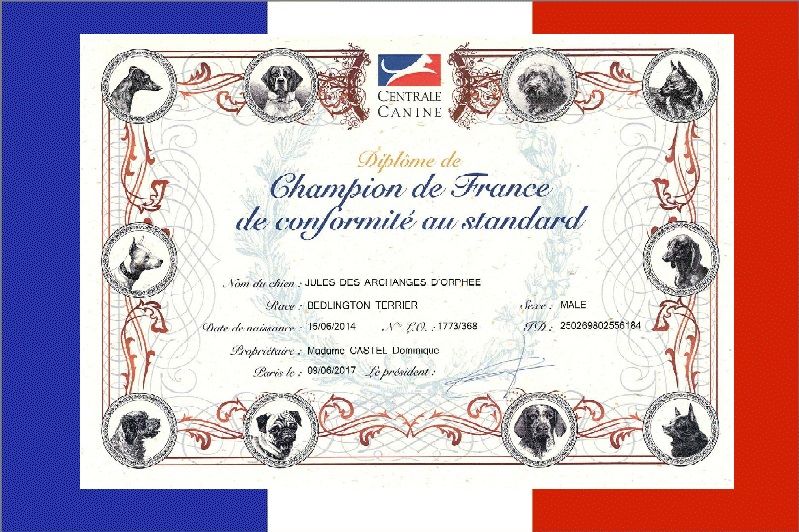 Des Archanges D'orphée - Jules DES ARCHANGES D'ORPHÉE est Champion de France !