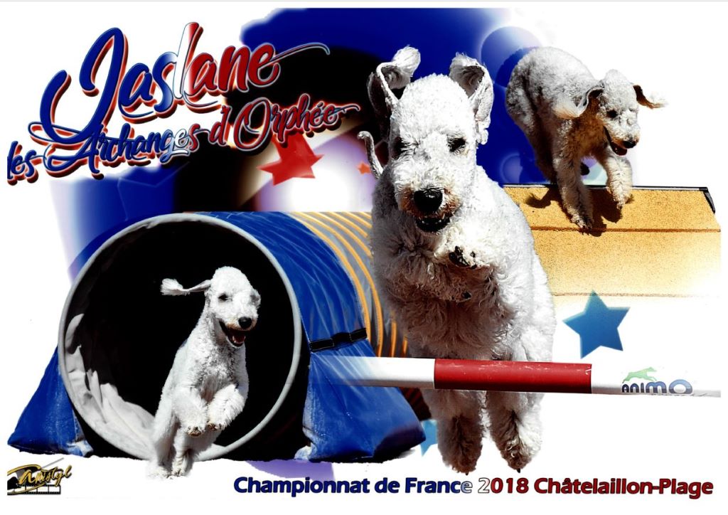 Des Archanges D'orphée - Jaslane DES ARCHANGES D'ORPHÉE en finale du Championnat de France 2018