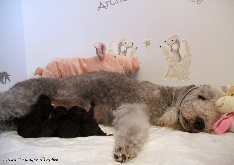 Des Archanges D'orphée - Bedlington Terrier - Portée née le 15/06/2014