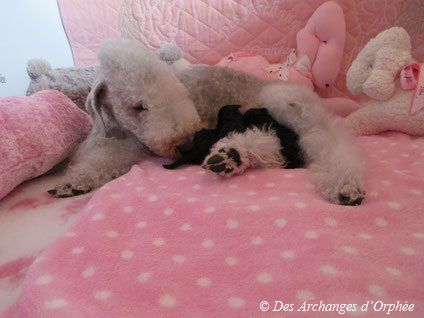 Des Archanges D'orphée - Bedlington Terrier - Portée née le 15/03/2020