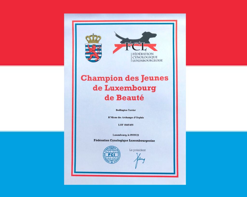 Des Archanges D'orphée - Homologation du titre de CH du Luxembourg Jr pour R'mione