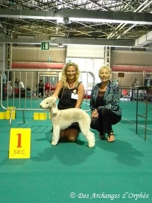 Des Archanges D'orphée - Golden Dog Trophy - CACIB de Liège.