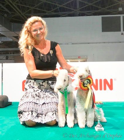 Des Archanges D'orphée - Golden Dog Trophy / CACIB Liège 2016.