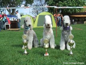 Des Archanges D'orphée - Résultats Spéciale Terrier KfT / OG Ludwigshafen (Allemagne).