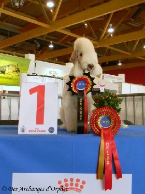 Des Archanges D'orphée - Brussels Dog Show - CACIB de Bruxelles 2013.