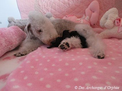 Des Archanges D'orphée - Bienvenue aux chiots de Jaslane DES ARCHANGES D'ORPHÉE !