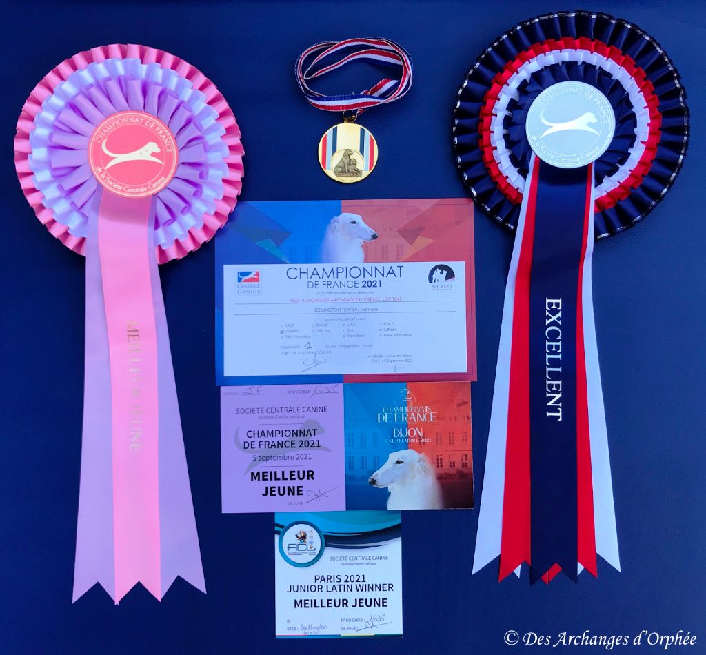 Des Archanges D'orphée - Double titre de Championne de France Jeune pour R'mione DES ARCHANGES