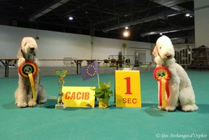 Des Archanges D'orphée - Résultats CACIB de Liège 2012.