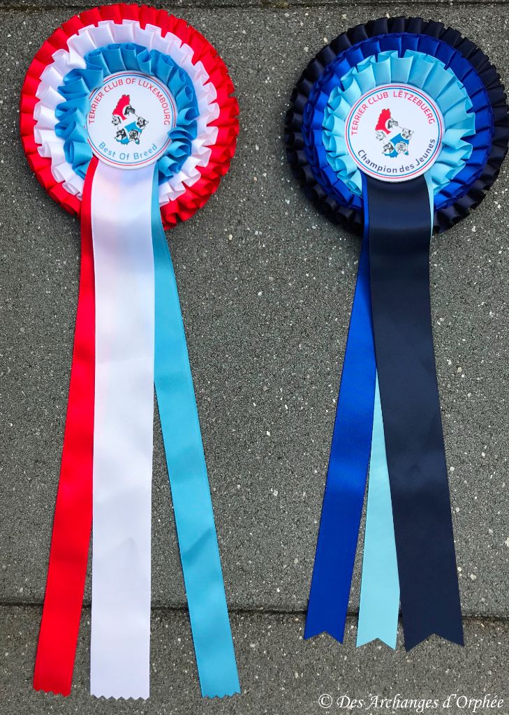 Des Archanges D'orphée - R'mione DES ARCHANGES D'ORPHEE est Championne du Luxembourg Jeune
