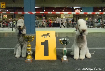 Des Archanges D'orphée - Résultats CACIB du Luxembourg Septembre 2012.