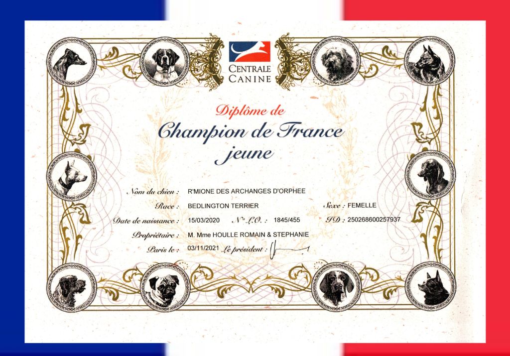 Des Archanges D'orphée - Homologation du titre de CH de France Jeune pour R'mione.