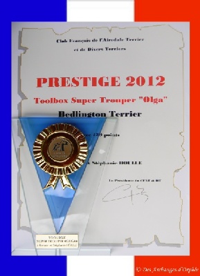 Des Archanges D'orphée - Trophée "Prestige" du CFAT&DT (Terrier Club Français)