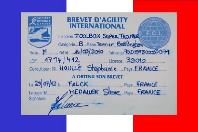 Des Archanges D'orphée - Brevet international d'Agility FCI pour TOOLBOX Super Trouper "Olga".