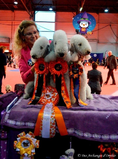 Des Archanges D'orphée - CACIB & CACS Metz 2015.