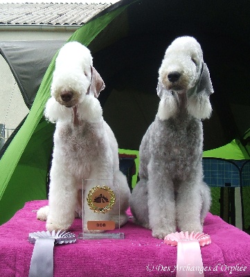 Des Archanges D'orphée - Résultats + Photos de la SpécialeTerrier de Karlsruhe (Allemagne).