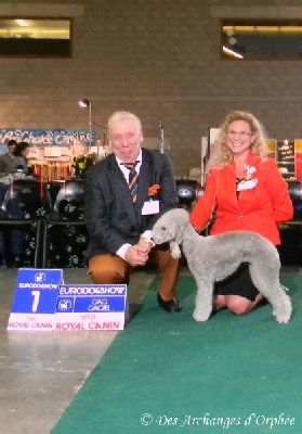 Des Archanges D'orphée - Eurodogshow 2012 - CACIB de Courtrai.