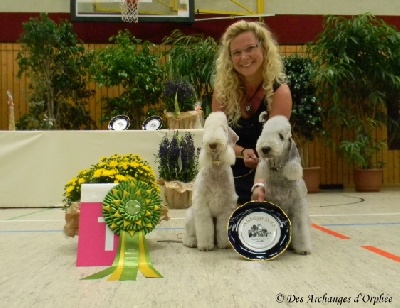 Des Archanges D'orphée - KlubSiegerAusstellung KfT / Nationale Elevage Terrier Club Allemand.