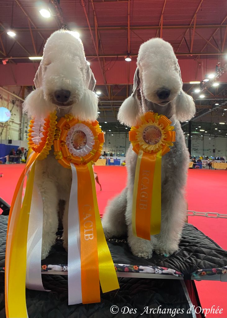 Des Archanges D'orphée - Podiums pour nos Archanges à la CACS et CACIB de Metz.