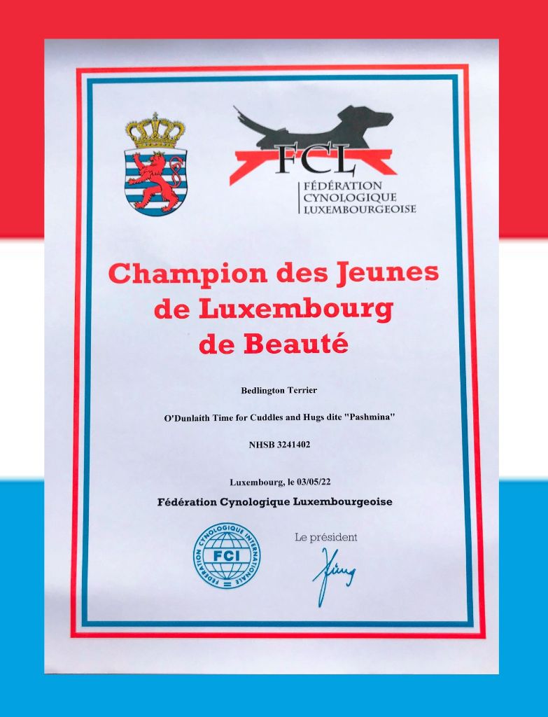 Des Archanges D'orphée - Homologation du titre de CH du Luxembourg Jr pour Pashmina