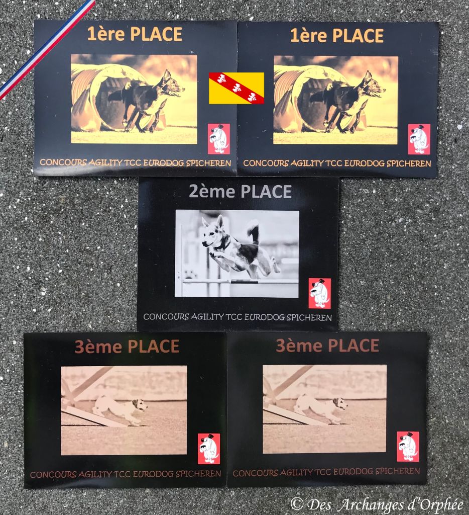 Des Archanges D'orphée - Podiums - Agility à l'Eurodog 2023